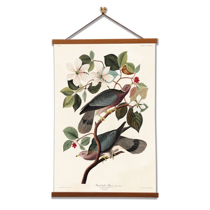 Pombo-de-cauda-faixa - John James Audubon - Arte de parede emoldurada por atacado de Vintage Banners
