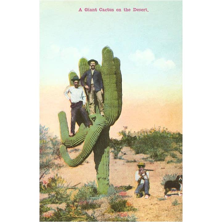 Postcard AZ-21 Men on Saguaro Cactus for wholesale by Found Image Press