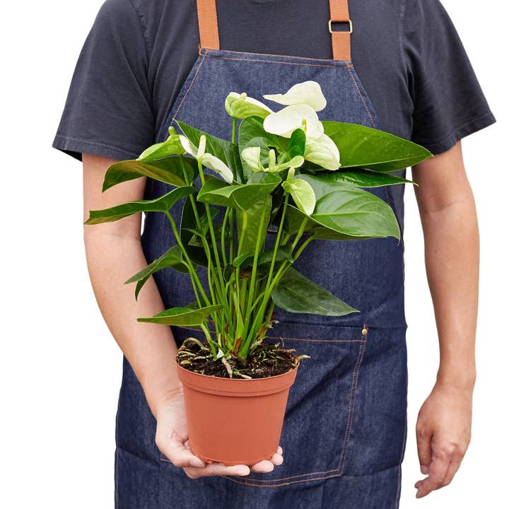 House Plant Wholesale WEST - Wholesale Live Plant - Anthurium 'White'