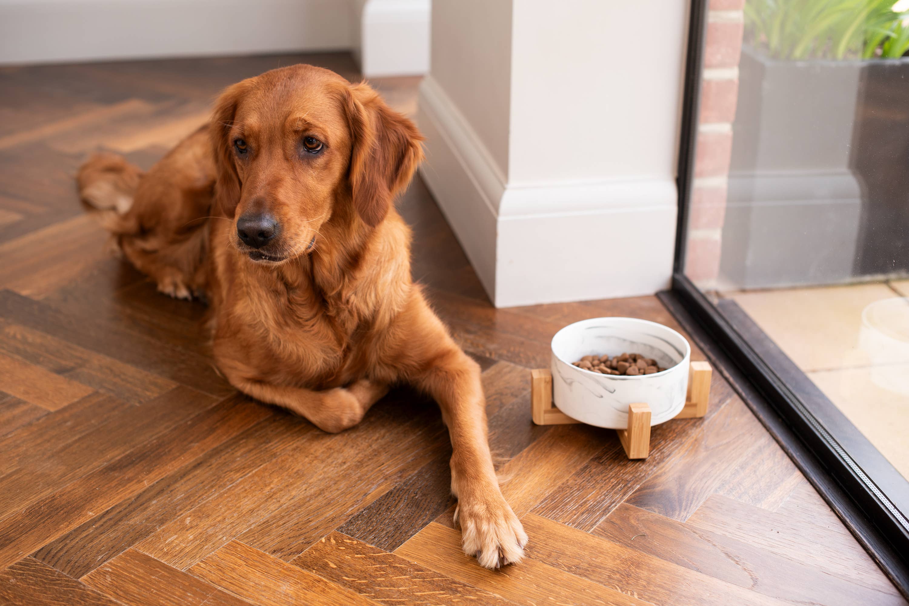 Pet Wiz – wholesale Husdjursskål - Katt och hund – Keramisk skål med bambuställning för hundar och katter – 7 färger11