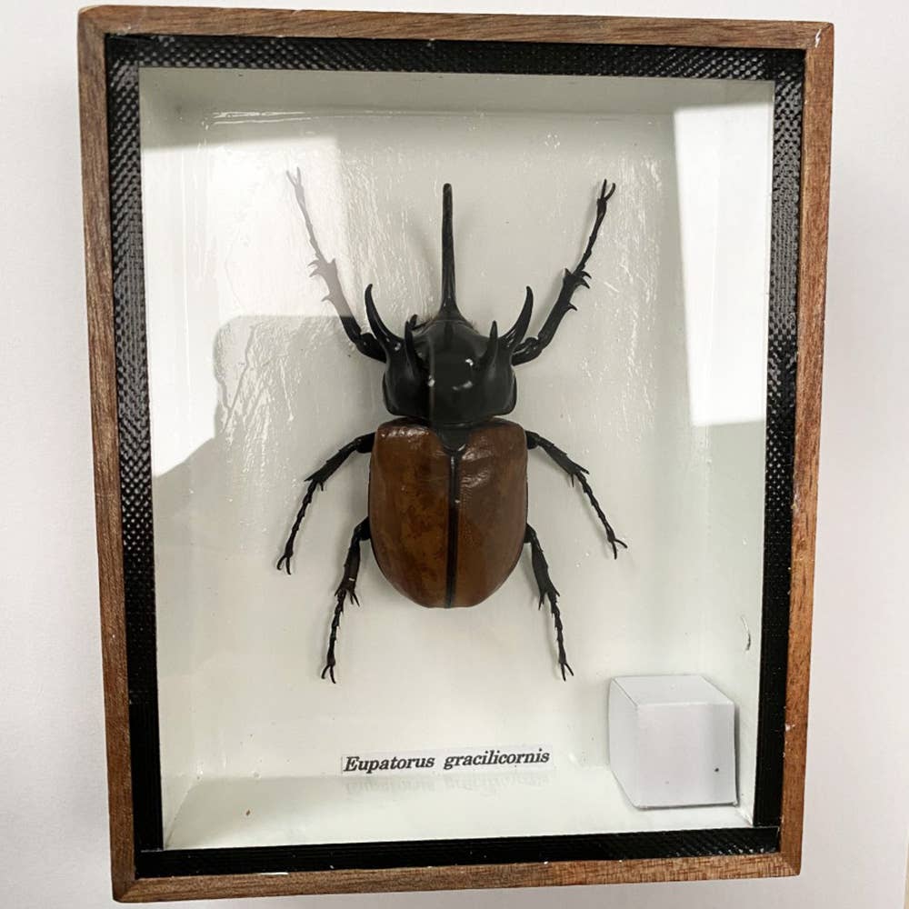 VIE - Wholesale Wall Accent - Framed Insect, Assorted52