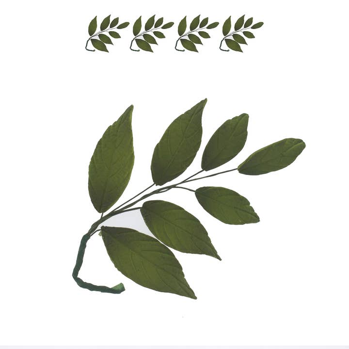 Decoración de Pastel en Forma de Hoja Verde Oscura en Spray por el Chef Alan Tetreault, Global Sugar Art, 4 Unidades para venta al por mayor de Global Sugar Art