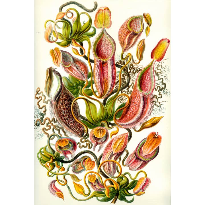 Ernst Haeckel Nepenthaceae Planta Carnívora Tropical Flores Arte de Parede Natureza por atacado de Gotham Gifts