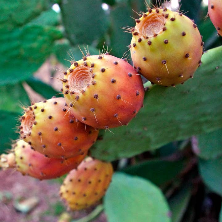 Lisal nature beauty for you - Wholesale Facial serum/concentrate - Prickly Pear Oil 100% Organic Serum 30ml1