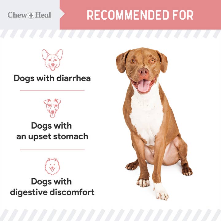 Chew + Heal - Wholesale Pet Supplement - Dog - Stop the Diarrhea, Anti Diarrhea for Dogs