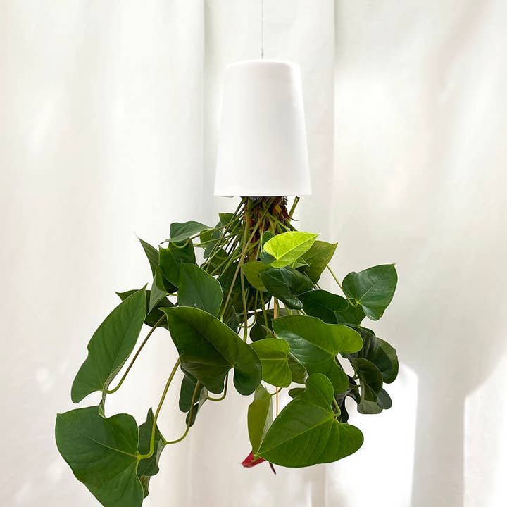 Sky Planter Recycled - Groot - zelfwaterende plantenpot en andere Kunststof plantenbakken wholesale inkopen. Gratis retourzendingen en een 60-dagen netto betalingstermijn op Faire.com trends op Faire.