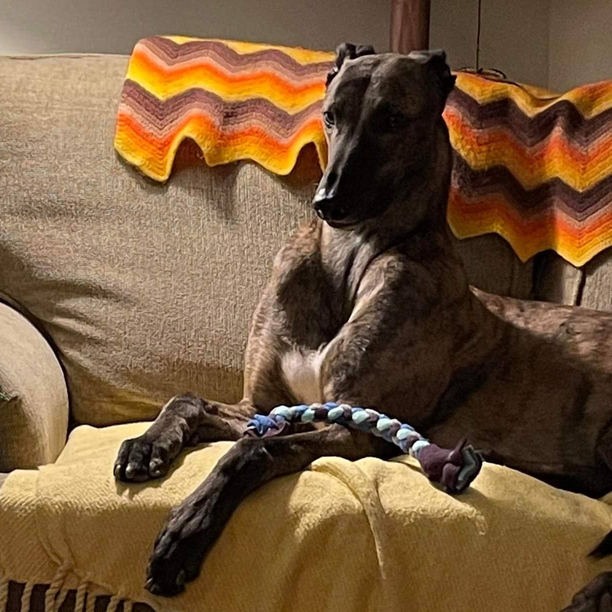 Superb Snuffles - Wholesale Pet Rope Toy - Dog - Braided Tug Toy8