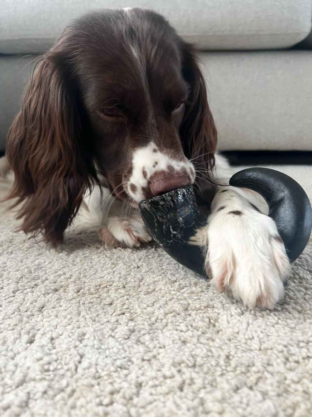 Truffe Délice - Wholesale Pet Chew Toy - Dog - Buffalo horn1