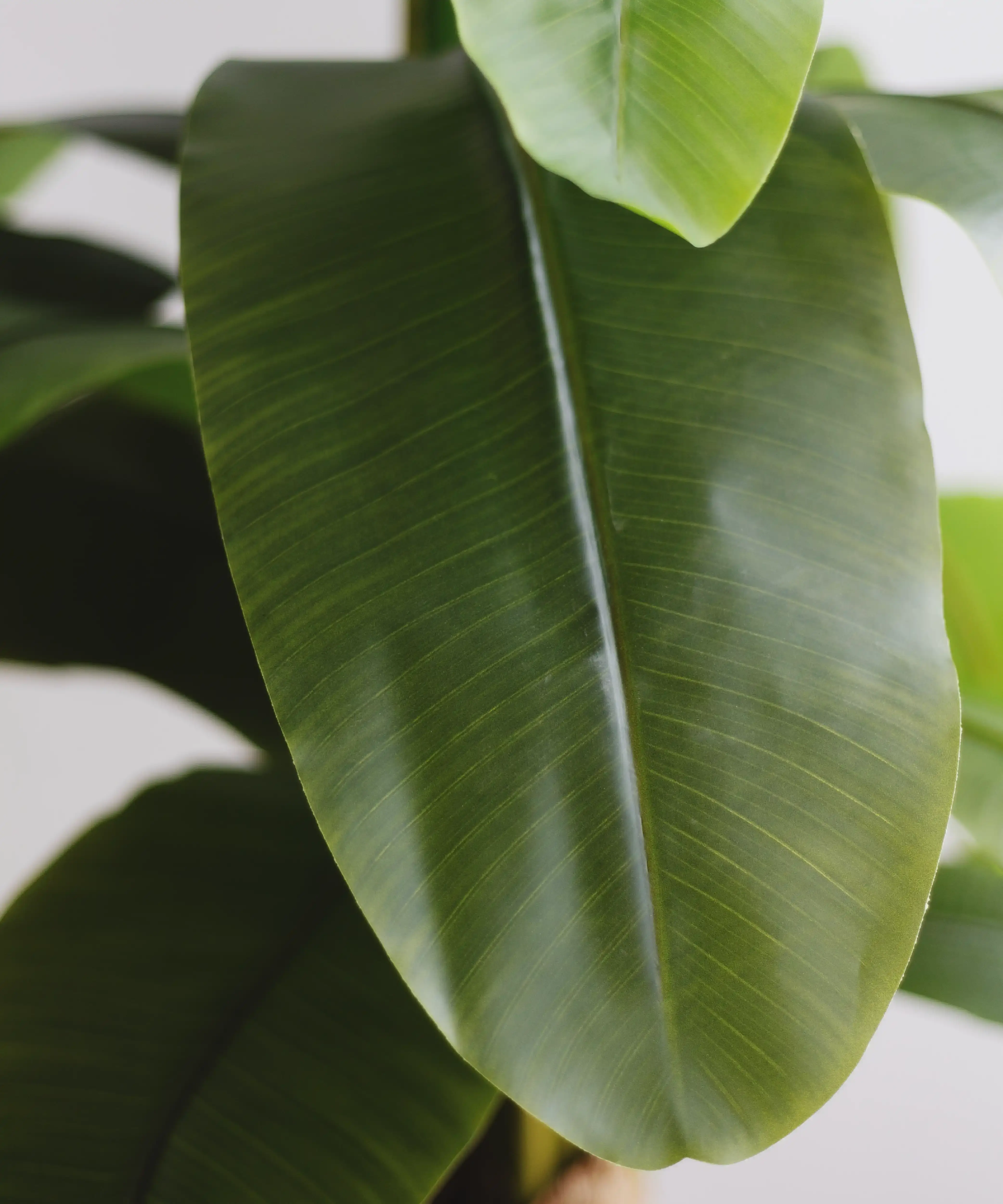 Maia Shop - Wholesale Artificial Plant - Artificial Banana Plant 210 cm1