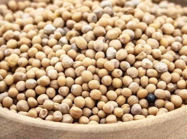 Compagnie Française des Poivres et Epices - Wholesale Dried Spice - Yellow mustard seed2