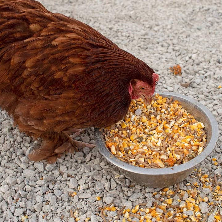 Dahlia Pets - Wholesale Pet treats – Dog - Pampered Chicken Mama 7 Pound Mystery Chicken Treat Bundle: 7 Different Treats Delivered To Your Door!1