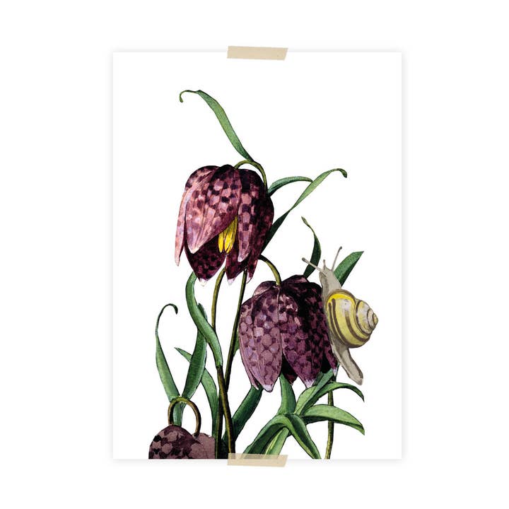 Postkarte Collage Zaans Museum – Kiebitzblume und Schnecke für den Großhandel von Lylies