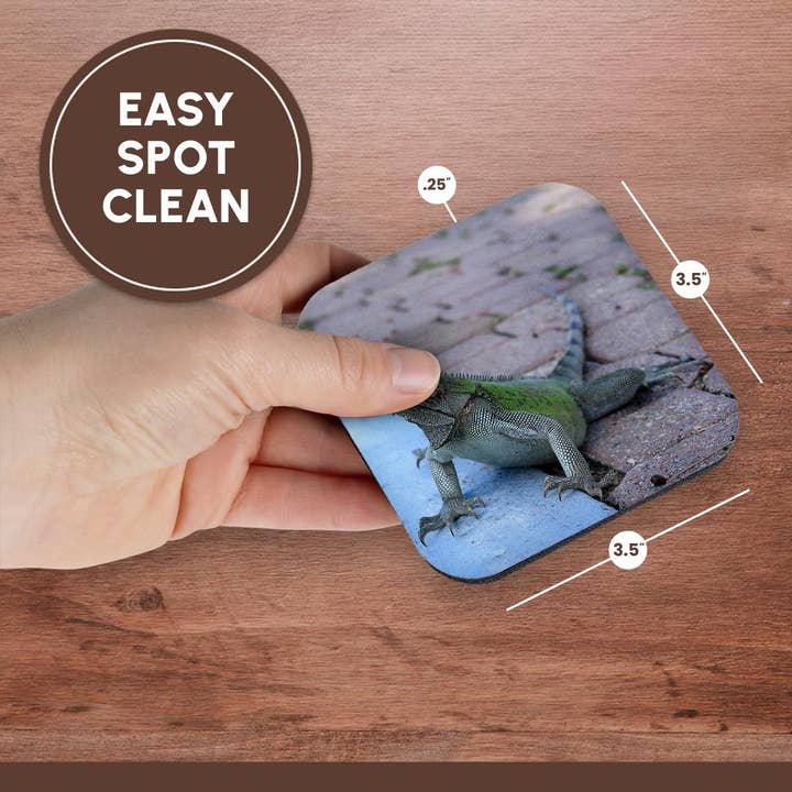 3dRose - Wholesale Coasters - 3dRose, Photograph of an iguana hanging out on a sidewalk in Aruba., Coaster13