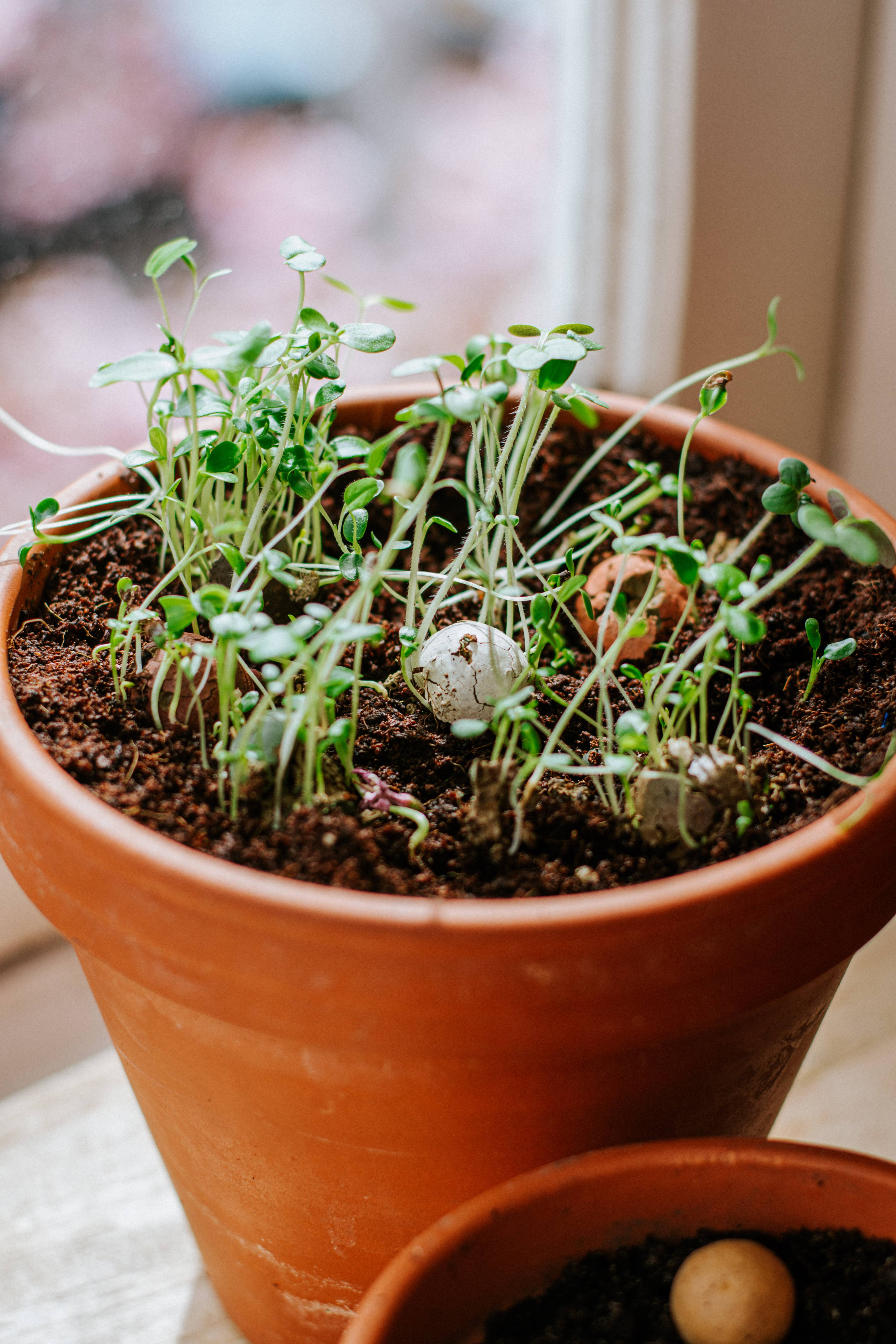 Blossombs - Wholesale Plant Seeds - Mini Gift Box – Blossombs for the Best Mum – 4 Seed Bombs5