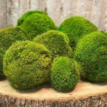 Forever Green Art - Wholesale Decorative Tabletop Object - Moss Ball Set