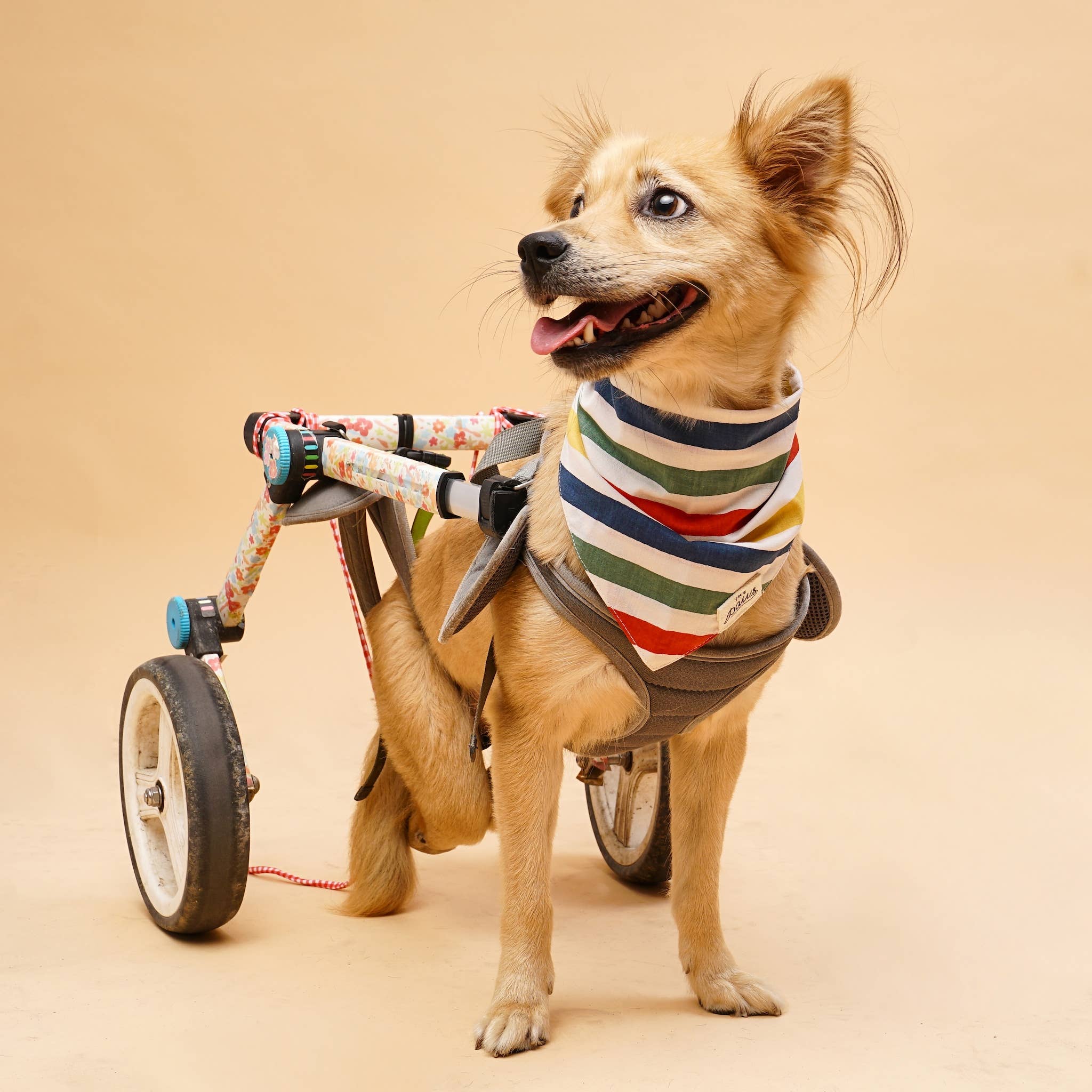 The Paws - Wholesale Pet Bandana - Dog - Frontier Dog Bandana4