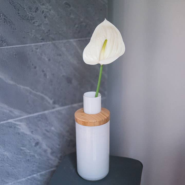 Cream anthurium for wholesale by Flowrette