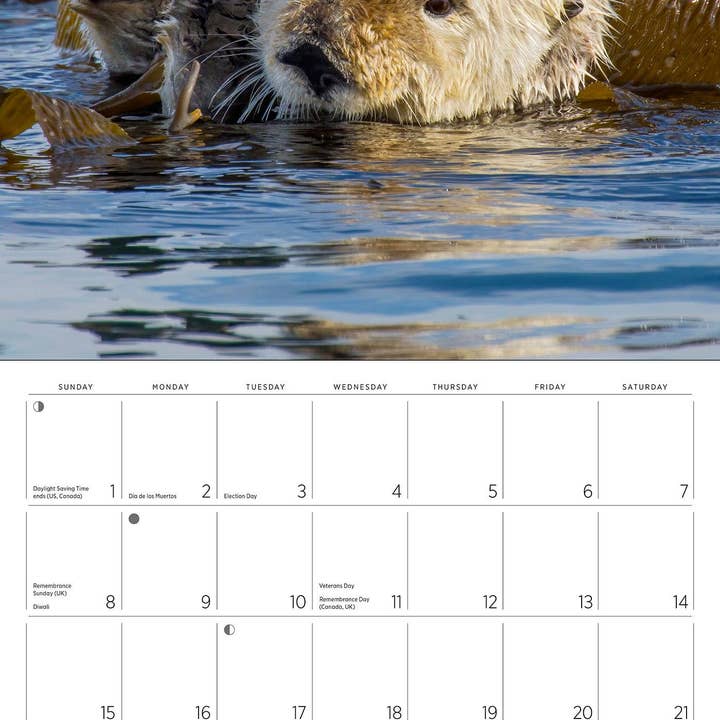 Pomegranate – wholesale Calendar – Sea Otters: Photographs by Tom and Pat Leeson 2026 Wall Calendar6