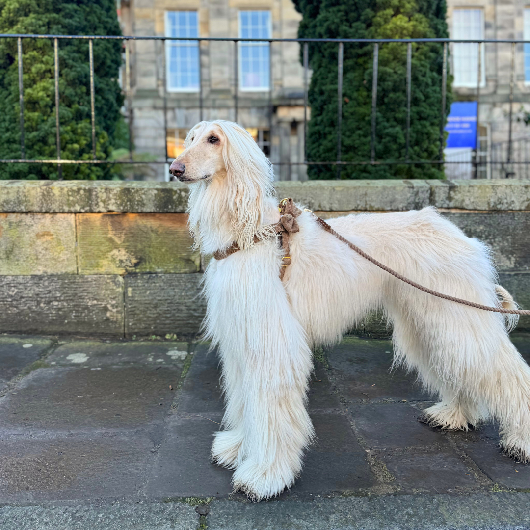 Stocky & Dee – wholesale Pet harness – Dog – New! Cocoon - Debonair Collection - Luxury Dog Harness2