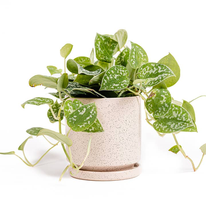 Momma Pots - Wholesale Plant Pot - Limited Release - 10.5" Cylinder Pots with Water Saucers