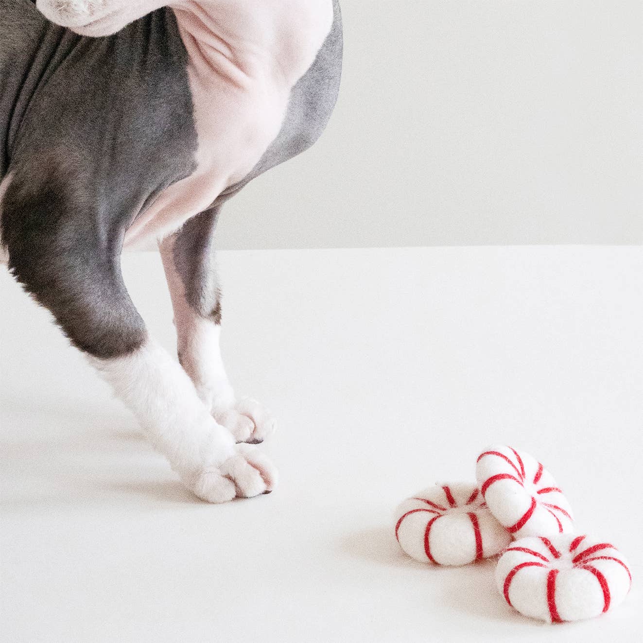 MODERNBEAST - Vente Jouet – chat - MENTHE POIVRÉE DE KITTY2