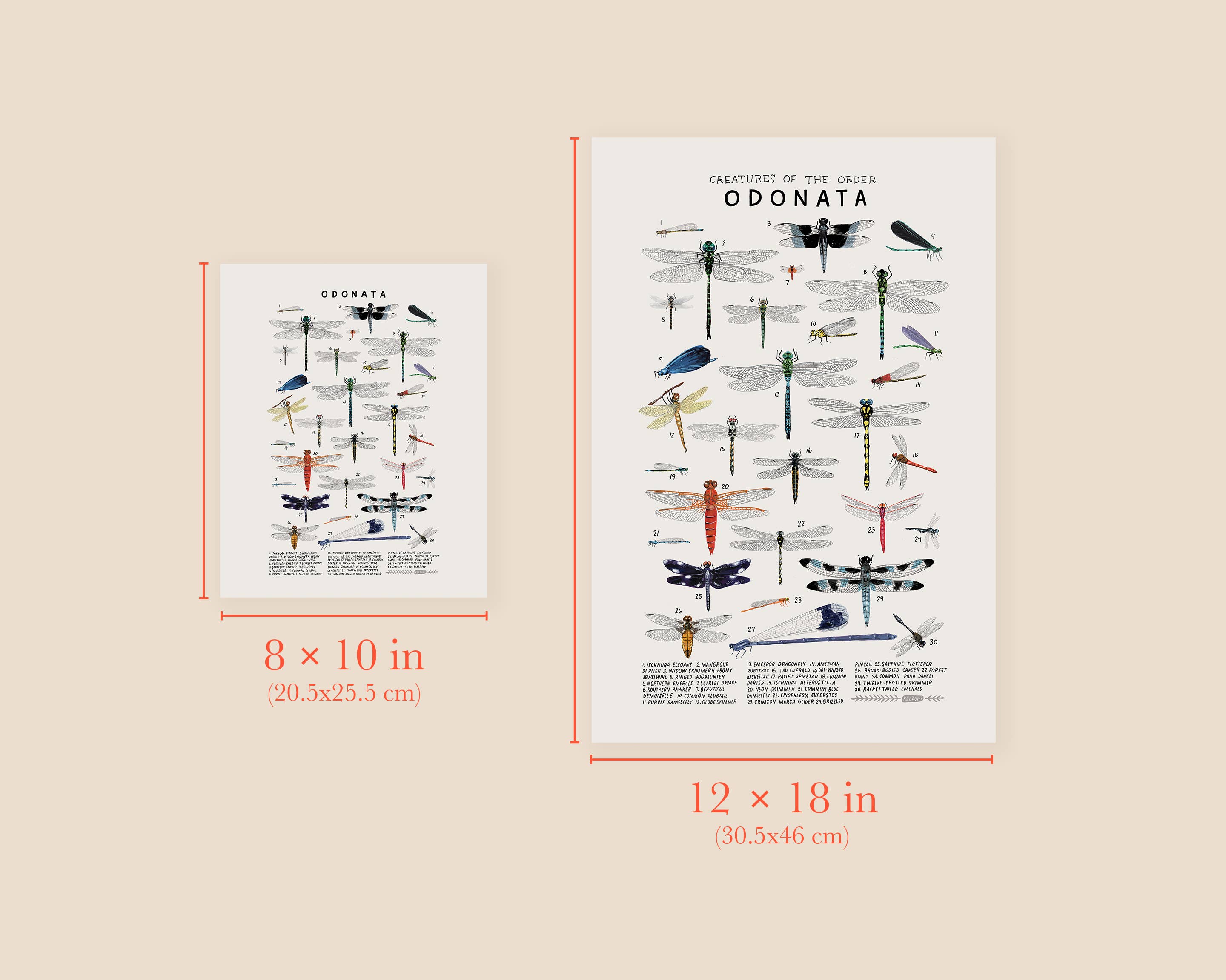 Kelzuki - Wholesale Art Print - Odonata: Dragonflies, Damselflies2