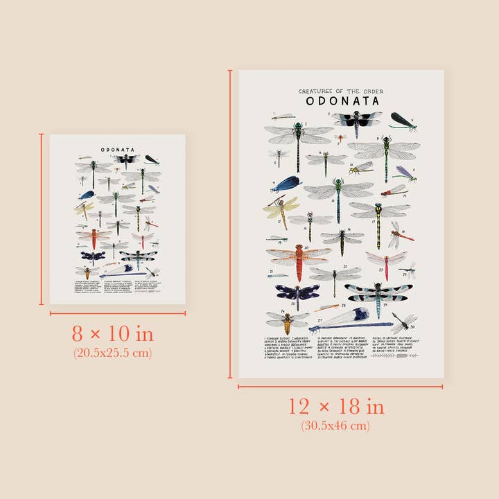 Kelzuki - Wholesale Art Print - Odonata: Dragonflies, Damselflies2