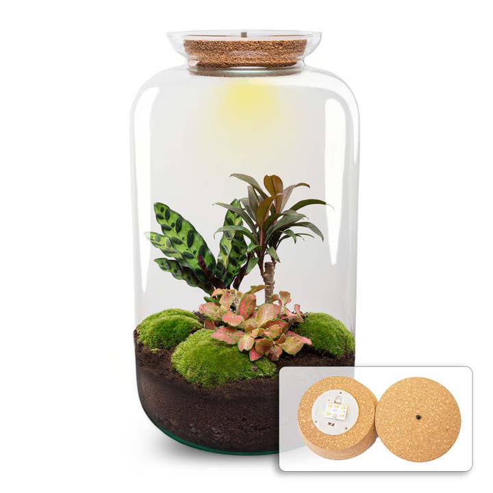 Terrarium DIY Kit - Sven XL Palm - Met verlichting - Flessentuin - ↑ 43 cm voor wholesale door Trendhero.nl/b2b