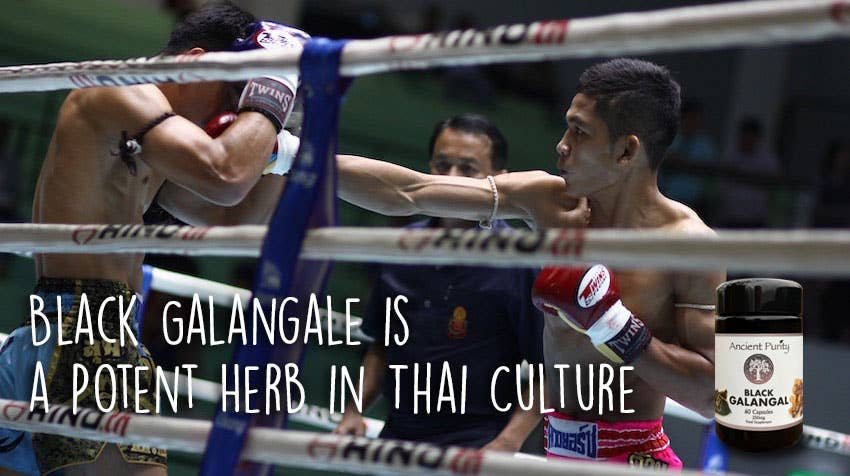 Ancient Purity - Wholesale Oral Supplement/Vitamin - Black Galingale - 60 x 250mg | Black Ginger | Male Libido5