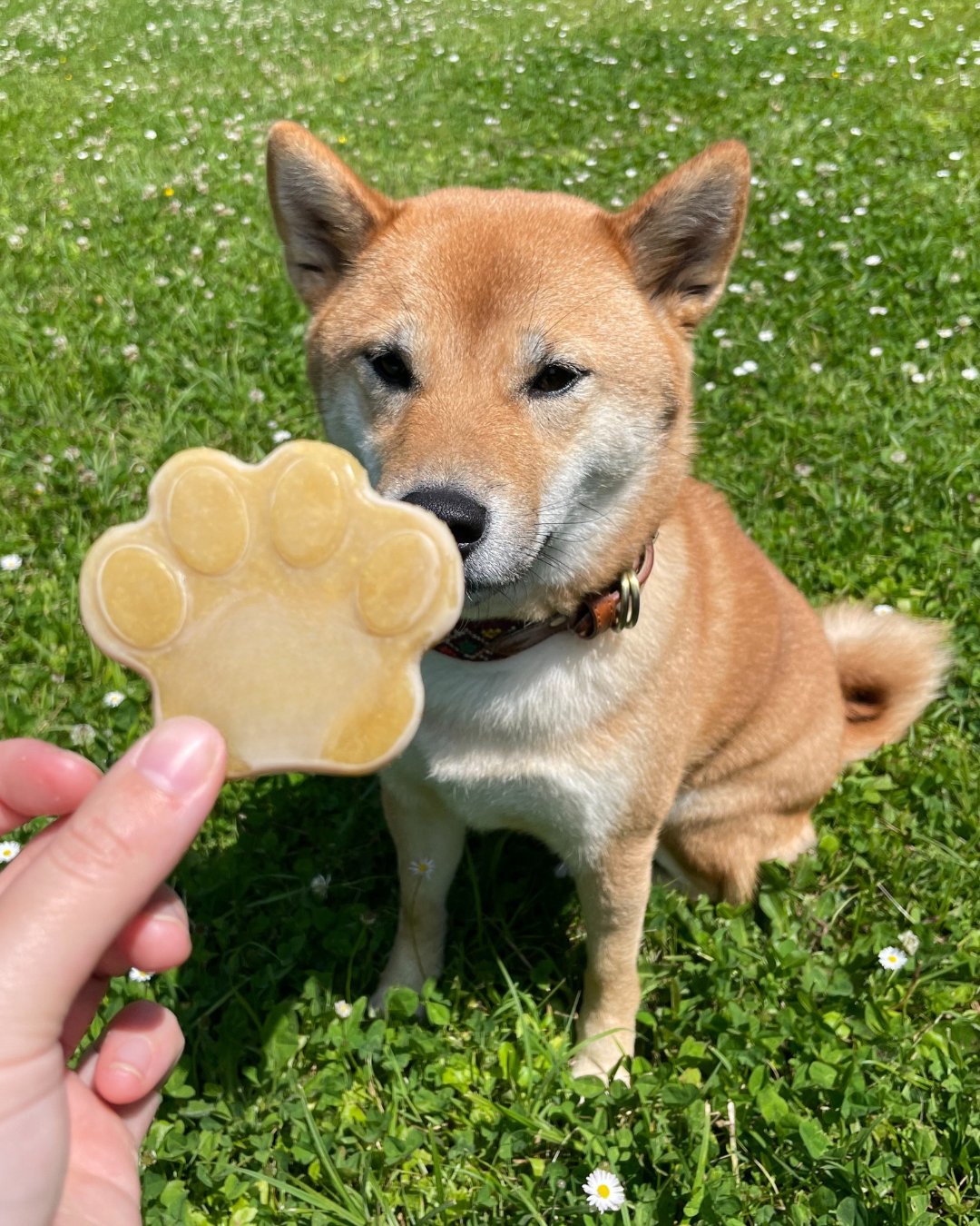 Woof’tastic - Wholesale Pet Treats - Dog - ClintEast’Dog – DIY Chicken Ice Cream for Dogs - 80G2