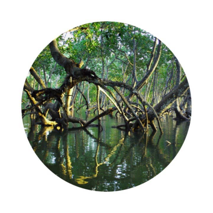 L'Atelier 100BON - Vente Parfum/Eau de toilette - Bois de Mangrove (Bois de Mangrove) - EDP Intense - 30ml3