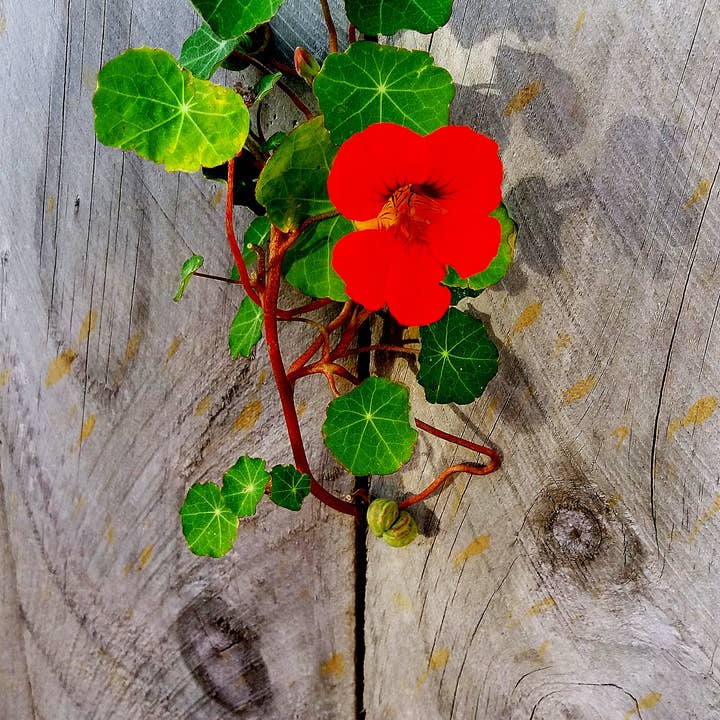 The Jonsteen Company - Wholesale Plant Seeds - Nasturtium | Flower Seed Grow Kit