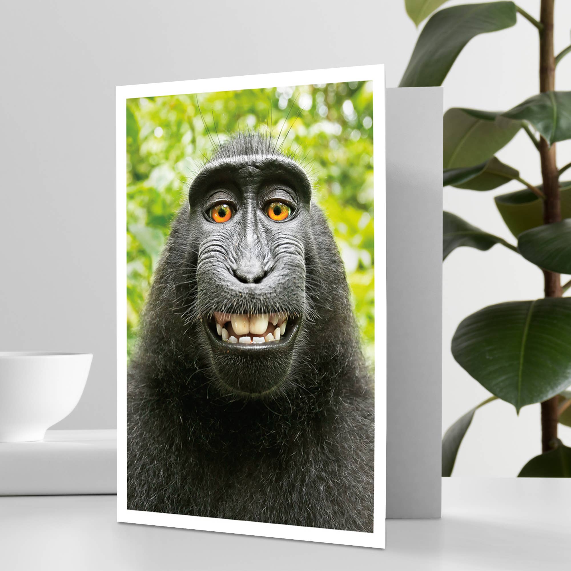 Palm Press - Vente Cartes d'anniversaire - Carte d'anniversaire singe selfie heureux1