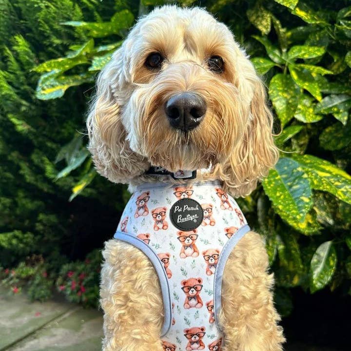 Pet Pooch Boutique - Wholesale Pet harness – Dog - Rusty Bear Puppy Dog Harness 5