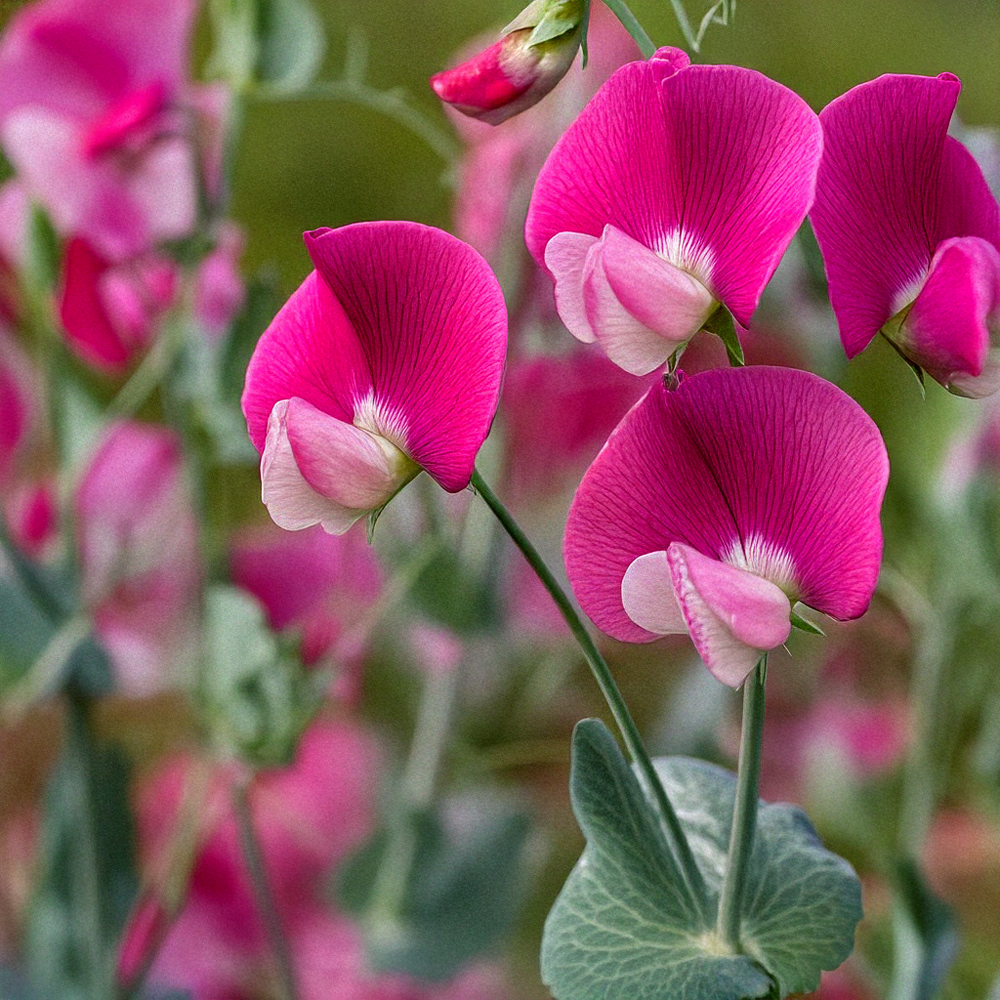 Chive - Wholesale Plant Seeds - Shido Seeds: Sweet Pea Flower Seeds Packet - Plant Seeds, Plant Themed Gifts, Seed Cards2