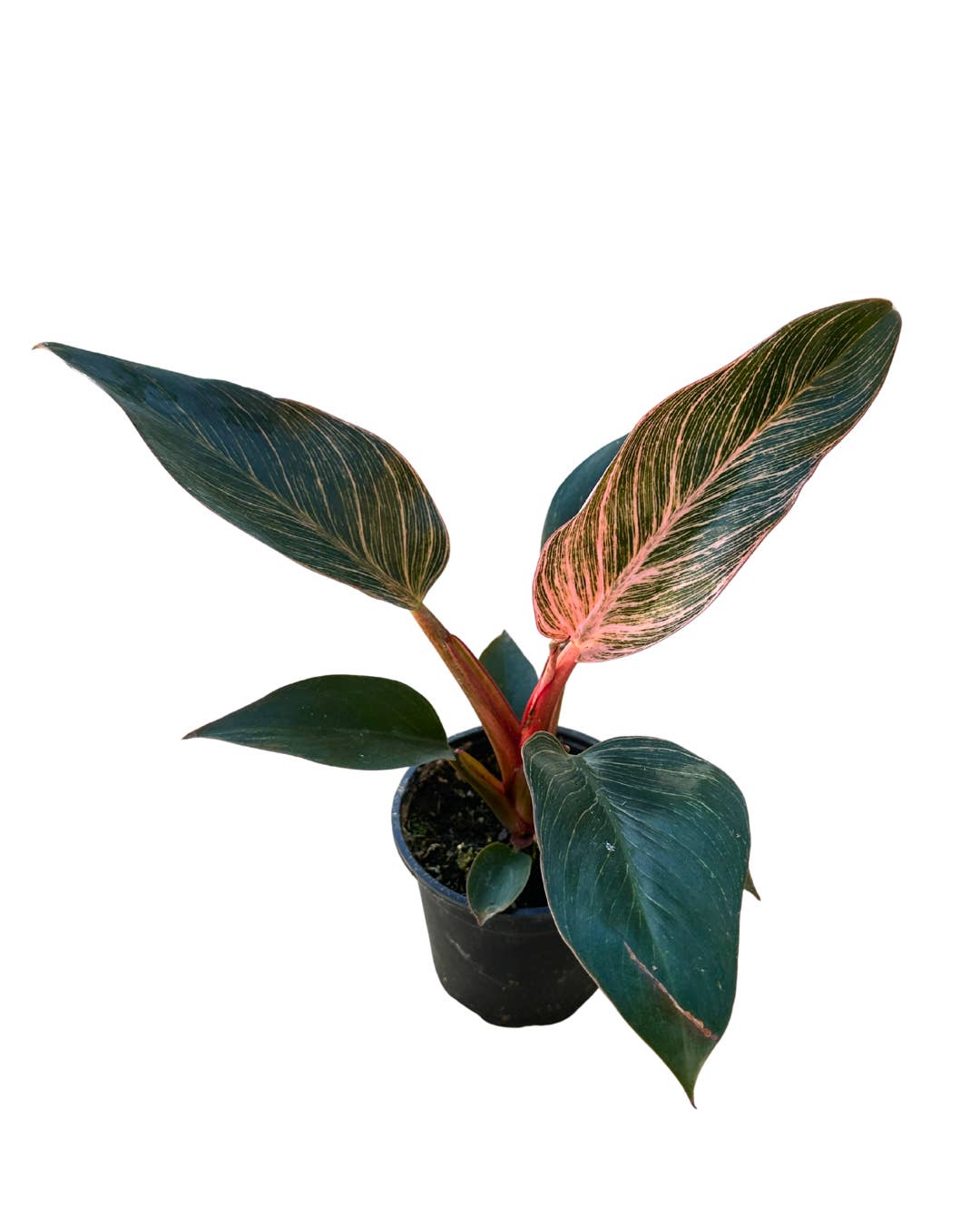 Flow State - Wholesale Live Plant - 4" Philodendron Birkin Pink Variegated – Wholesale Plant