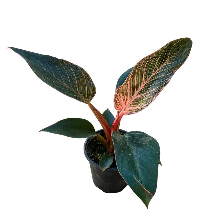 Flow State - Wholesale Live Plant - 4" Philodendron Birkin Pink Variegated – Wholesale Plant0