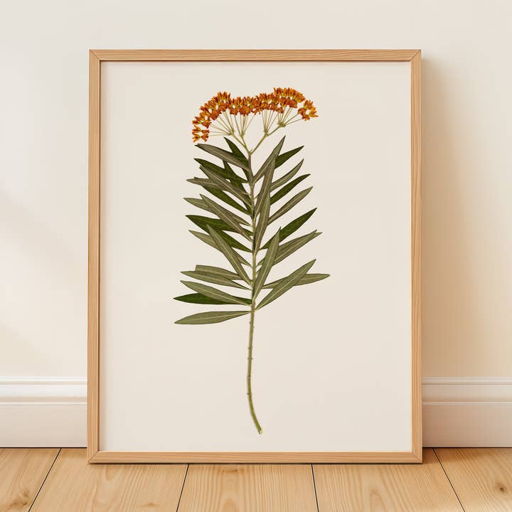 Hope Steinle Pressed Flower Art - Wholesale Art Print - Pressed Flower Fine Art Print - "Milkweed Moment"0