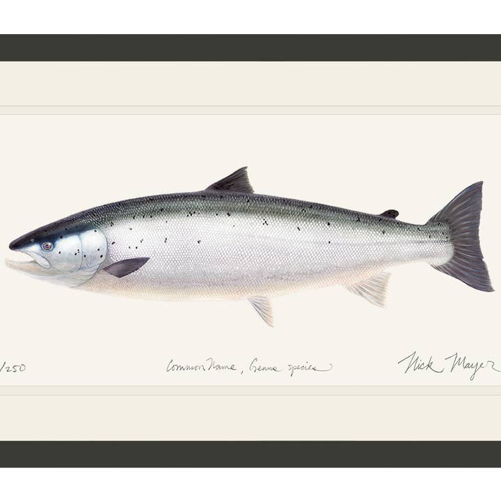 Impression en édition limitée de saumon sauvage de l'Atlantique pour la vente par Nick Mayer Art
