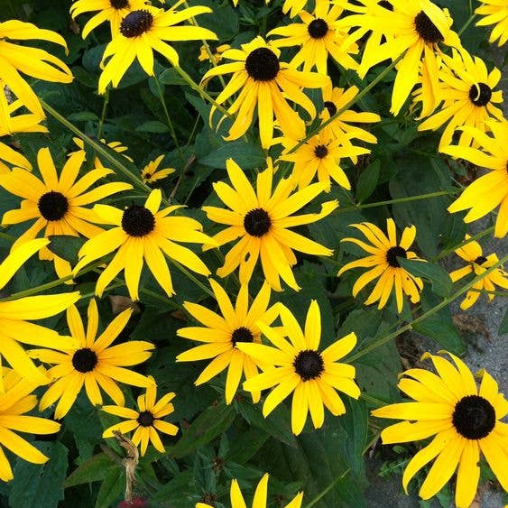 Blackeyed Susan Seeds (Rudbeckia Hirta) 1000 Seeds (0.5 gram for wholesale by Smoke Camp Crafts