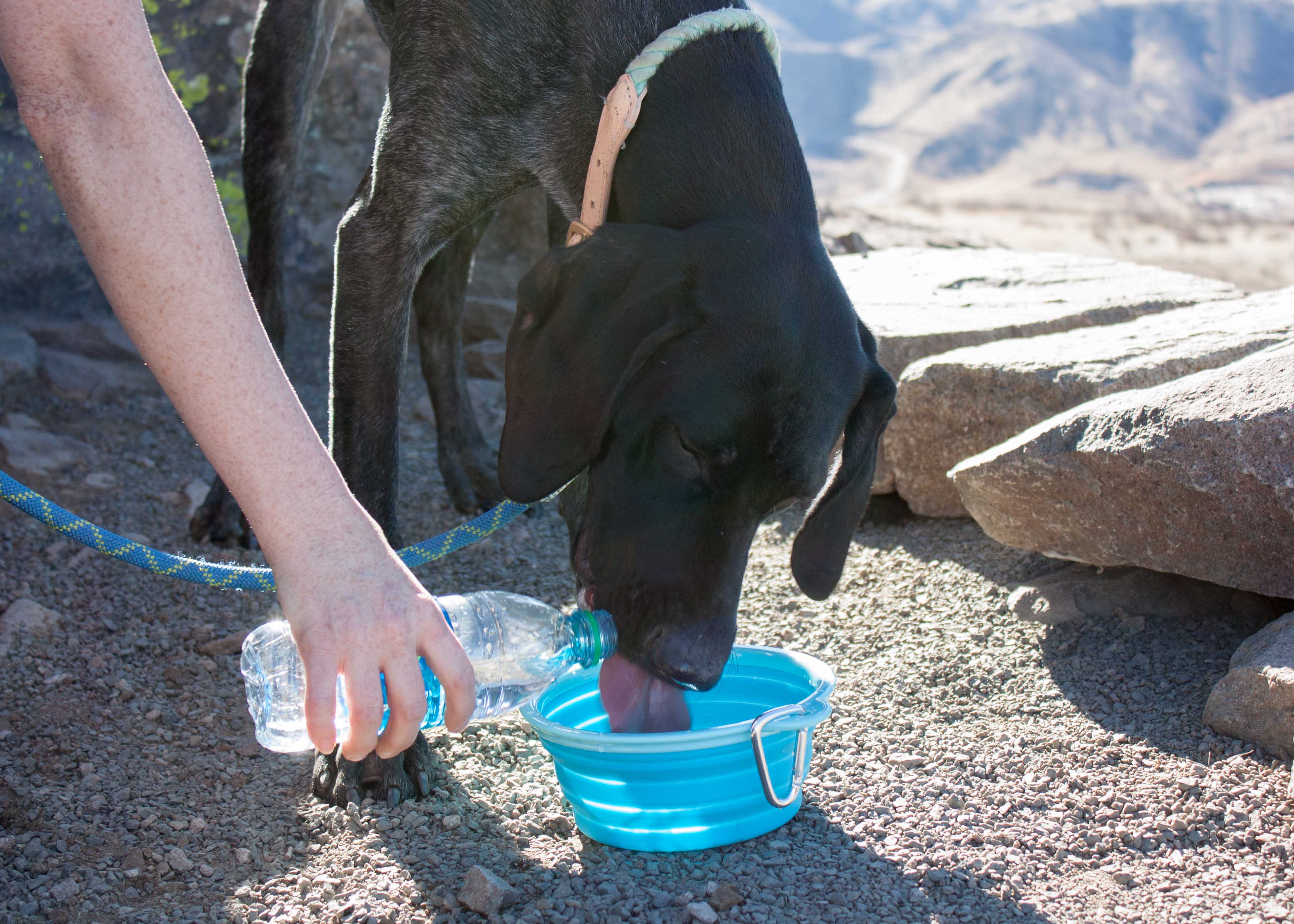 Prima Pets - Wholesale Pet Bowl - Cat/Dog - Large Collapsible Travel Dog Bowl - Aqua3