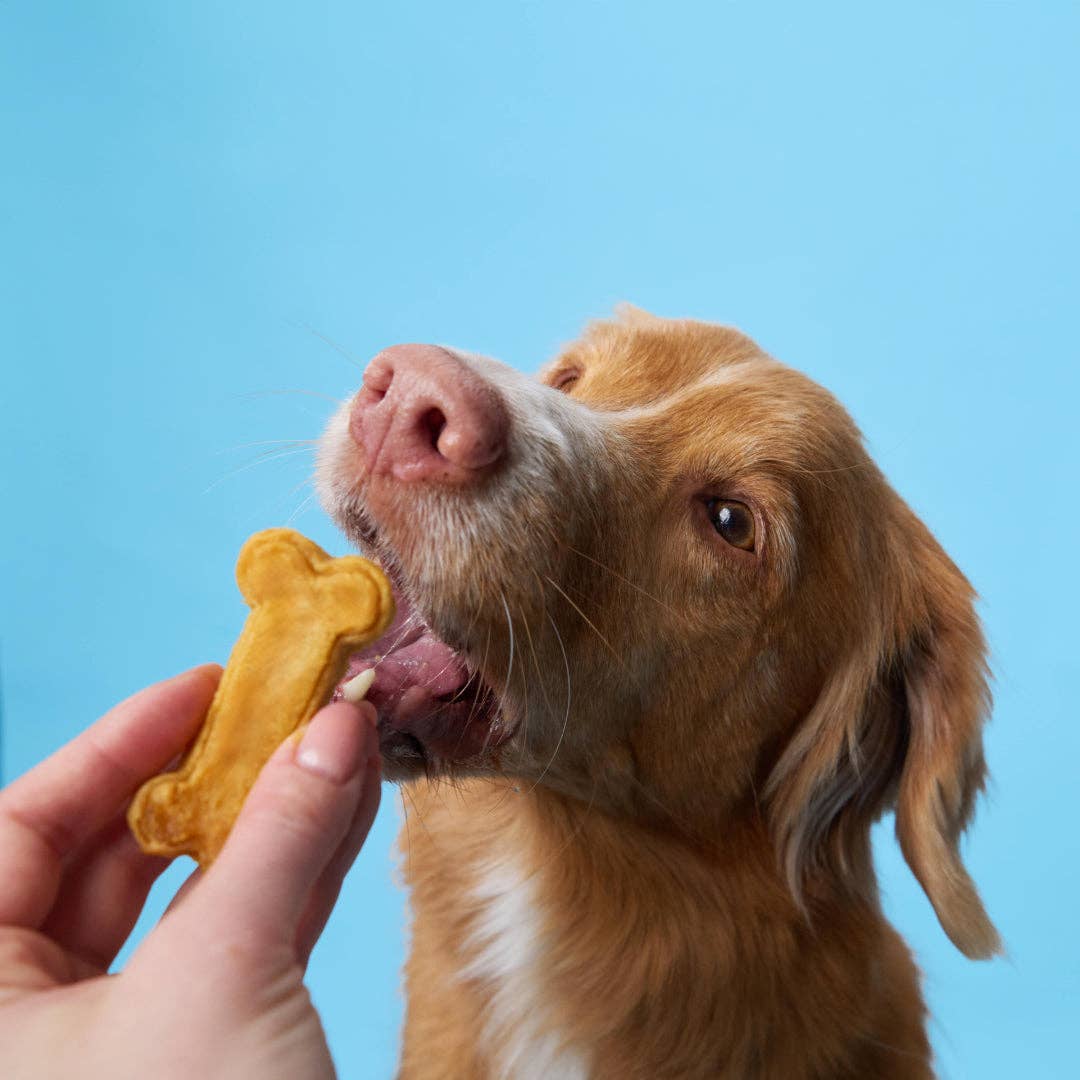 BoneItUp - Wholesale Pet Treats - Dog - BoneItUp® XL Edition Dog Treats Kit (for big dogs)1