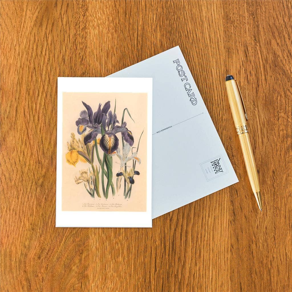 Found Image Press - Wholesale Postcard - Postcard FC-324 Irises1