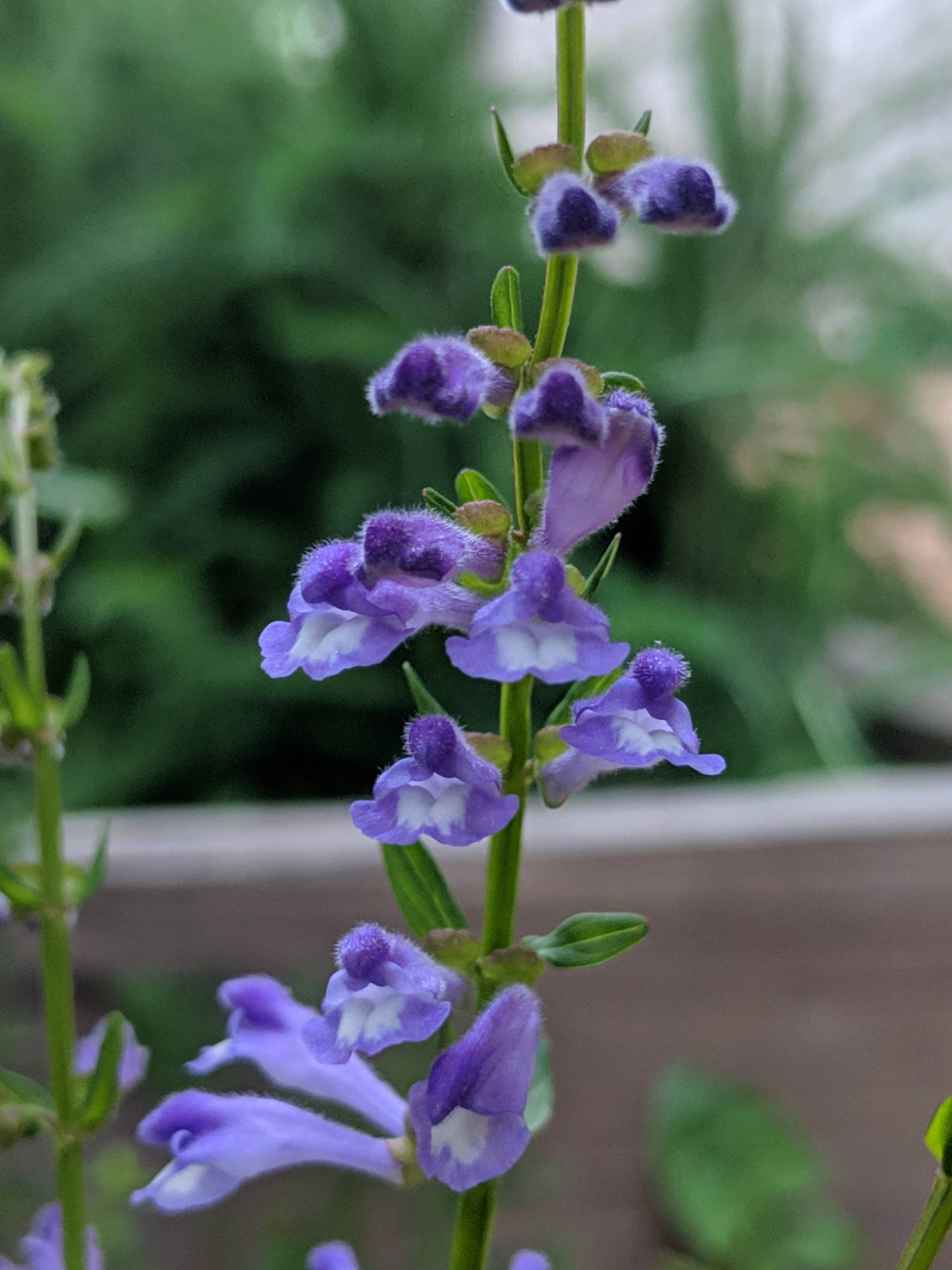 Rowan + Sage - Wholesale Tincture - Nourished Nerves Tincture Formula – Anxiety & Stress Support1