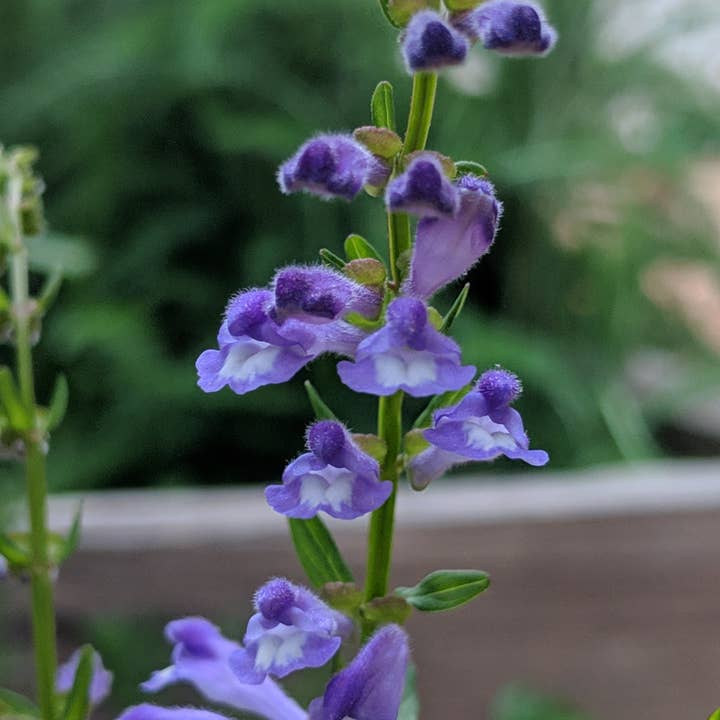 Rowan + Sage - Wholesale Tincture - Nourished Nerves Tincture Formula – Anxiety & Stress Support1