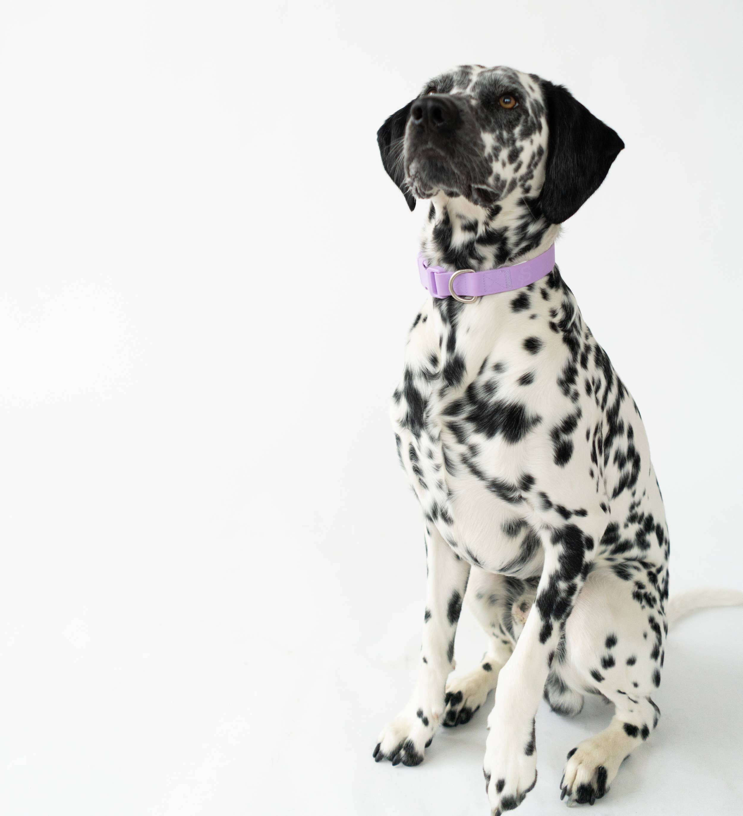 Springland Pets – wholesale Halsband - Hund – Hundhalsband för alla väder – Justerbart, blandad 4-pack7