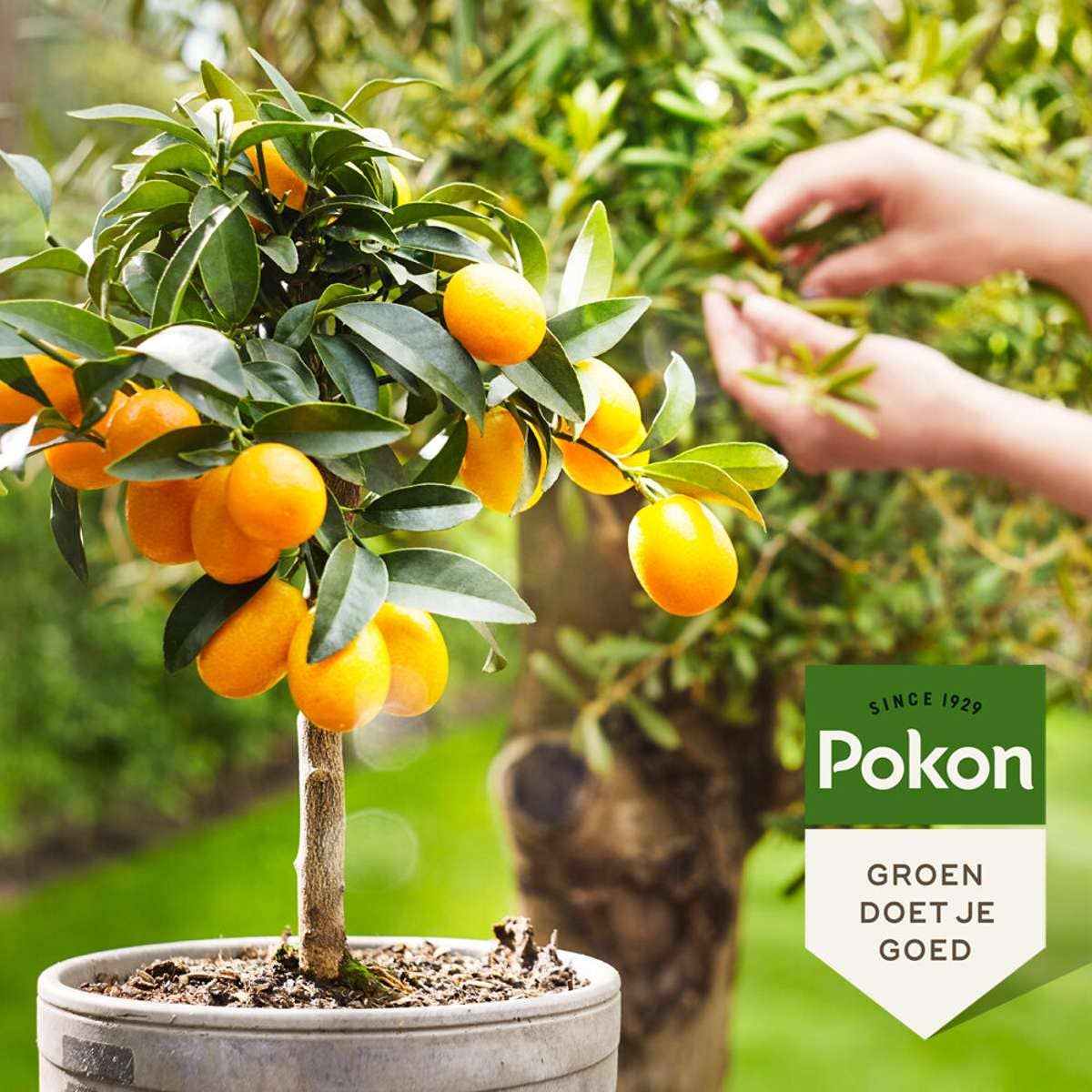 Oasis of Life – wholesale Fertiliser – Liquid plant fertilizer for Mediterranean plants – 500ml – Organic plant food for lavender, rosemary, olive tree & bougainvillea – Promotes strong growth & abundant flowering – NPK 4-1.5-41