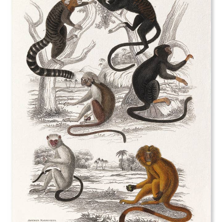 SIX DIFFERENT SPECIMEN OF THE FAMILY CALITRICIDAE MONKEYS for wholesale by Ezen Trade