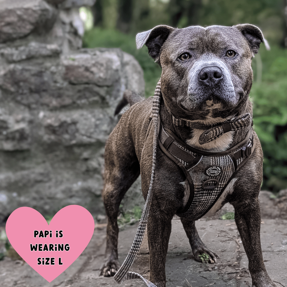 Bailey and Coco – wholesale Pet leash – Dog – Dog Lead 5ft - Colour Drops - Heritage Plaid10