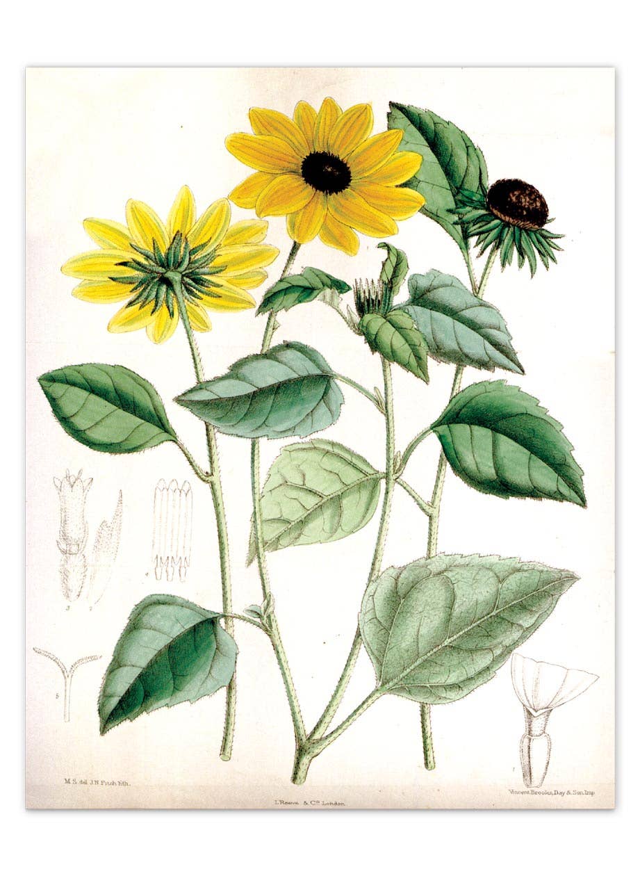 Laughing Elephant – Großhandel Postkarten-Set – Sonnenblumen-Postkartenbox — Postkarten für den täglichen Gebrauch in Schachtel12